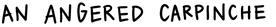 An Angered Carpinche - Inicio